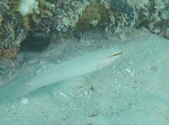 Amblygobius decussatus