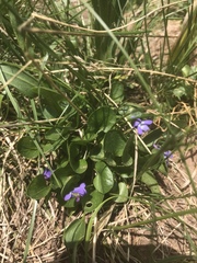 Viola labradorica