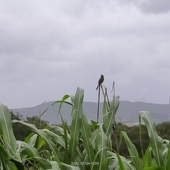 Prinia socialis