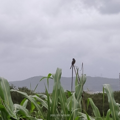 Prinia socialis
