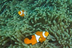 Amphiprion percula