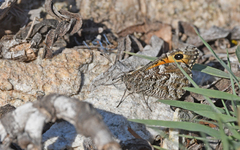 Hipparchia aristaeus