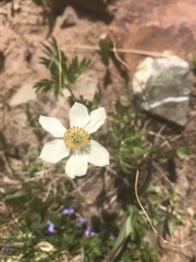 Anemonastrum zephyrum