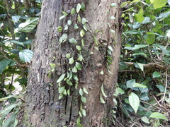 Lemmaphyllum microphyllum