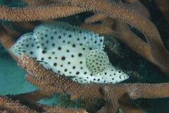 Chromileptes altivelis