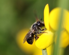 Osmia parietina