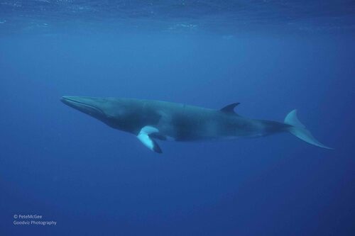 Common Minke Whale