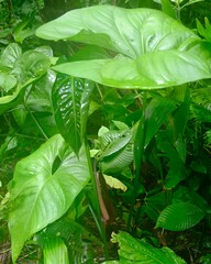 Anthurium watermaliense image