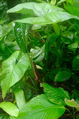 Anthurium watermaliense