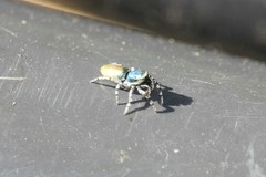 Salticus peckhamae