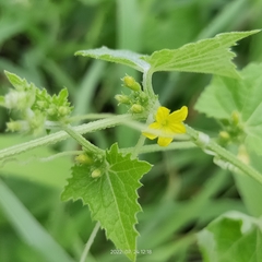 Cucurbitaceae