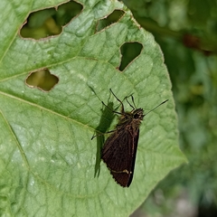 Sovia separata