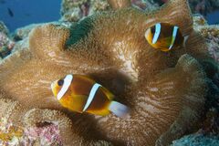 Amphiprion