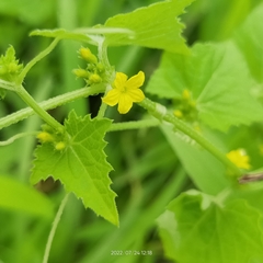 Cucurbitaceae