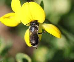 Osmia parietina