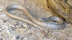 Coronella austriaca acutirostris