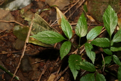 Sambucus australasica