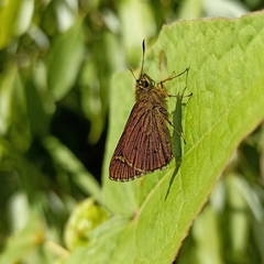 Sovia separata