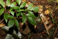 Sambucus australasica