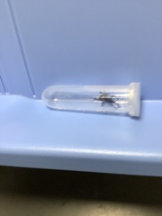 Steatoda cingulata
