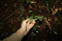 Sambucus australasica