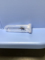 Steatoda cingulata