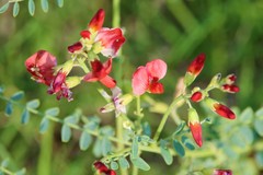Sphaerophysa salsula