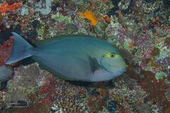 Acanthurus xanthopterus