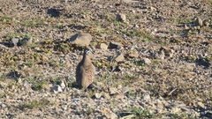 Geophaps scripta scripta