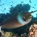 Paletail Unicornfish - Photo (c) Pete McGee, some rights reserved (CC BY-NC), uploaded by Pete McGee