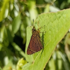 Sovia separata