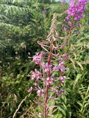 Chamaenerion angustifolium