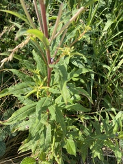 Chamaenerion angustifolium