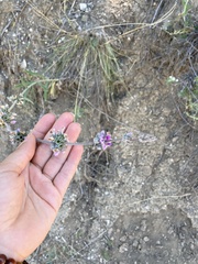 Stachys cretica