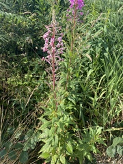 Chamaenerion angustifolium