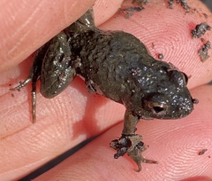 Crinia pseudinsignifera