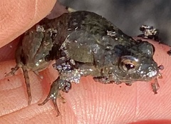 Crinia pseudinsignifera