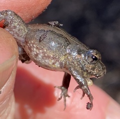 Crinia pseudinsignifera