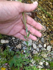 Epilobium glaberrimum glaberrimum