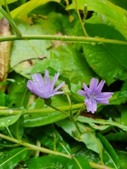 Cicerbita macrophylla