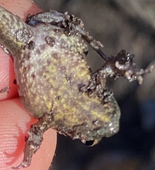 Crinia pseudinsignifera