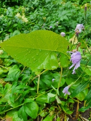 Cicerbita macrophylla