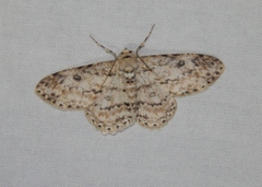 Ascotis reciprocaria