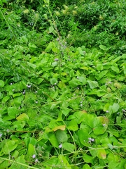Cicerbita macrophylla