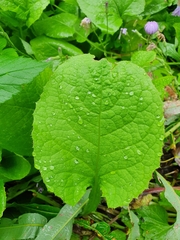Cicerbita macrophylla