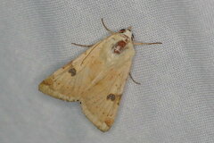 Heliothis peltigera