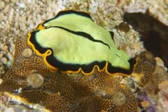 Pseudoceros dimidiatus