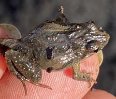 Crinia pseudinsignifera