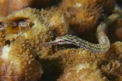 Corythoichthys schultzi