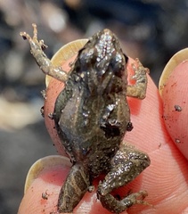 Crinia pseudinsignifera